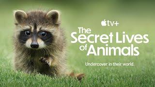 The Secret Lives of Animals | Official Trailer | BBC Studios