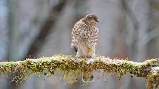 Sparrowhawks spin and a tail whip.  She's a beauty!