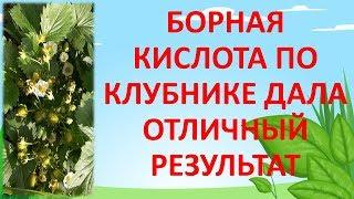 БОРНАЯ КИСЛОТА ПО КЛУБНИКЕ РЕЗУЛЬТАТ ОТЛИЧНЫЙ. Как увеличить урожай клубники. Выращивание клубники.