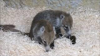 Nasenbären-Nachwuchs im zoovienna