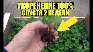 Черенкование ампельной петунии