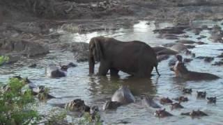 Hippo vs. Elephant Tanzanie 2009