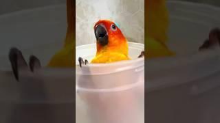 #birds #love #aratinga #sunconure #aves