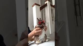  Funniest  Dogs and  Cats  #viral #tiktok #shorts