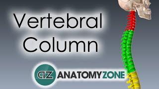 Vertebral Column - Introduction | 3D Anatomy Tutorial
