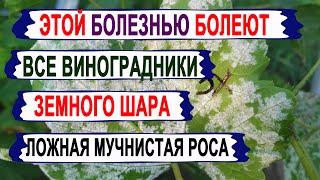  Внимание! ВСПЫШКА БОЛЕЗНИ на винограде. ЭТОЙ ЗАРАЗОЙ болеют все ВИНОГРАДНИКИ МИРА! Милдью.