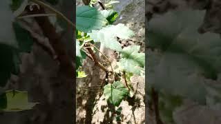 grapes plant documentary