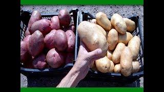 Секреты выращивания крупного картофеля от высадки до сбора урожая Ведро картофеля с куста