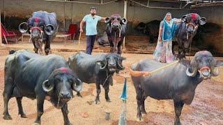 गुजरात में पहली बार इतनी बड़ी हाथी जैसी जफराबादी भैंस कम रेट में यहां से खरीदें 24 लीटर दूध देनेवाली