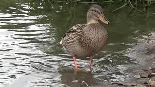 1 2020 Natuur   Korendijkse Slikken   Arturo Corral