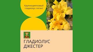 Крупноцветковый гладиолус Джестер - из одной луковицы вырастает по 3 стебля! Обзор УСАДЬБА-СЕМЕНА