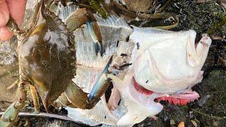 Wading for Keeper Fluke and Blue Crabs - Crab Stuffed Flounder Catch and Cook