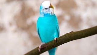 Singing Budgie - Happy Song | Most Beautiful Budgie Songs Ever | Parakeets Chirping Sounds HDR10 #3