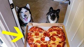 My Huskies Order Pizza Without Me!