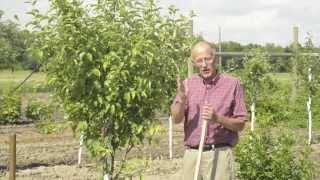 Getting your Apple Tree To Bear Fruit