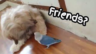 Shih tzu and Lovebird: Can they be friends?