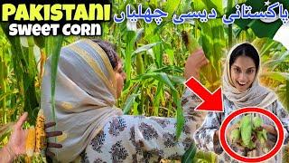 Pakistani Sweet Corn  is ready  | پاکستانی دیسی چھلیاں | Kv Family |