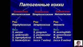 Возбудители бактериальных и вирусных инфекций (Бадлеева М.В.) - 2 лекция