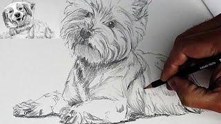 How to Draw this Dog / follow along drawing lesson