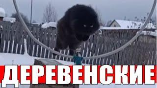 Очень умные деревенские кошки дрессировка / Very smart village cats training