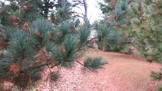 Pinus koraiensis 'Glauca ' borovice korejská