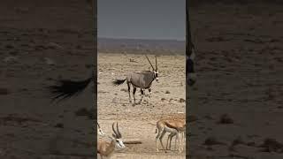 Oryx in Etosha National Park