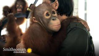 Baby Orangutans Explore Their New Playground  Orangutan Jungle School | Smithsonian Channel