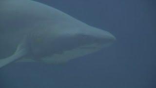 Shark attack: Swimmer killed by shark in Australia