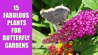 15 Fabulous Plants for Butterfly Gardens