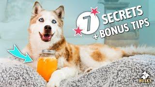 How I Make My Senior Dogs SUPER Happy (7 Proven Ways!)