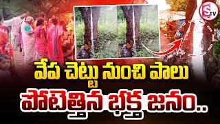 వేప చెట్టునుంచి పాలు | Milk Like Fluid Oozing from Neem Tree | Latest News | @SumanTVSiricilla