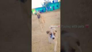 Playing with pets dogs funny video #shorts #dog #funnyvideos