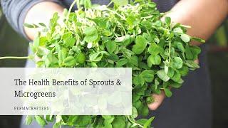 The Health Benefits of Sprouts & Microgreens