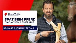 Spat beim Pferd: Diagnose und Therapie