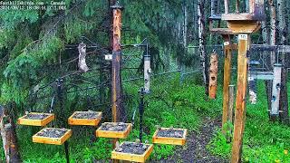 2024-09-12 - Foothills Birds - PTZ Live Stream Bird Feeder Cam  [65+ Species]