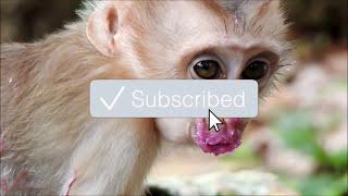 What Sign On His Body? | King Of Cry Baby Monkey