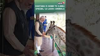 PM Modi Meets, Shares Heartfelt Moments With Majestic Creatures Like Golden Tiger, Snow Leopard N18S