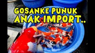 SPECIAL KOI ANAK IMPORT PUNUK BULKI !!! | Dua Putri Koi | 31-05-2024