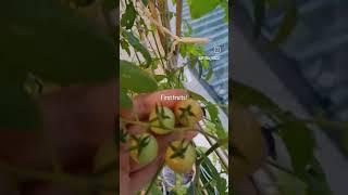 My First Cherry Tomatoes! #garden #newzealand #ukrainian