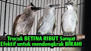 Trucuk jantan pasti akan langsung Respon dan ikut bunyi ketika dengar pangilan trucuk betina ini.