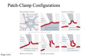 The Patch Clamp