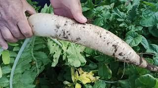 How to grow Daikon in the open ground from seeds