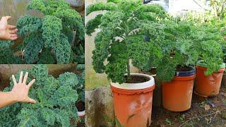 How I Grow Kale In A Paint Bucket At Home - Grow Kale From Seeds