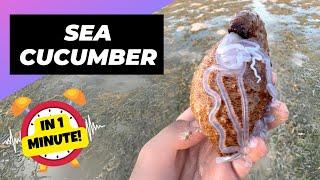 Sea Cucumber  Ejects Guts When Scared! | 1 Minute Animals