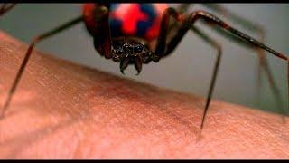 Радиоактивный паук кусает Питера Паркера. Человек Паук (2002) Full HD 60 FPS