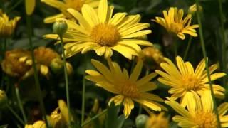 Bush daisy produces abundant yellow flowers