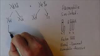 Introducing Genetics 7, Sex linkage and haemophilia