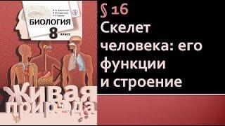 Биология 8 класс. Скелет человека: его функции и строение