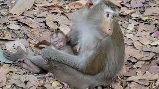 Baby Monkey LilyRelax Time Action Of Baby Lily 