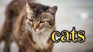 Cats  Urban Wildlife | Animal Science